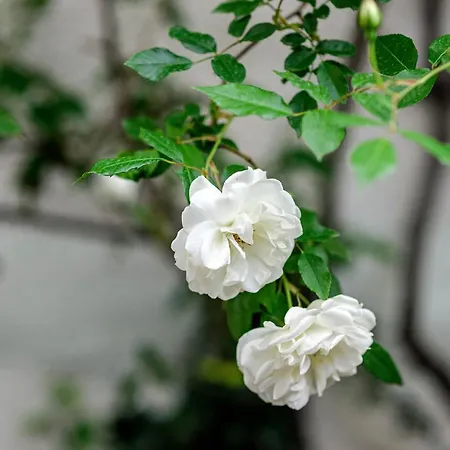 Casa de hóspedes Wine Garden 4*