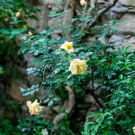 Wine Garden 4* Skradin