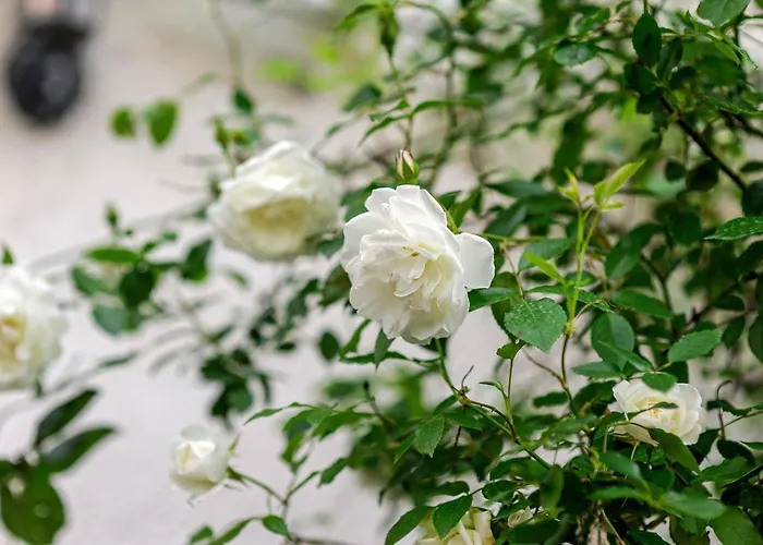 Wine Garden Maison d'hôtes 4*