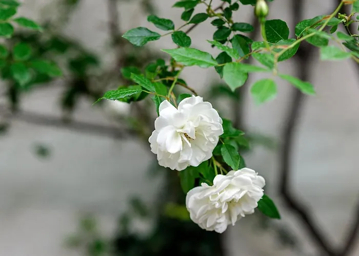 ゲストハウス Wine Garden 4*