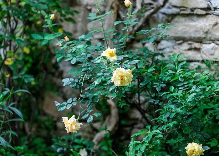 Wine Garden 4* スクラーディン