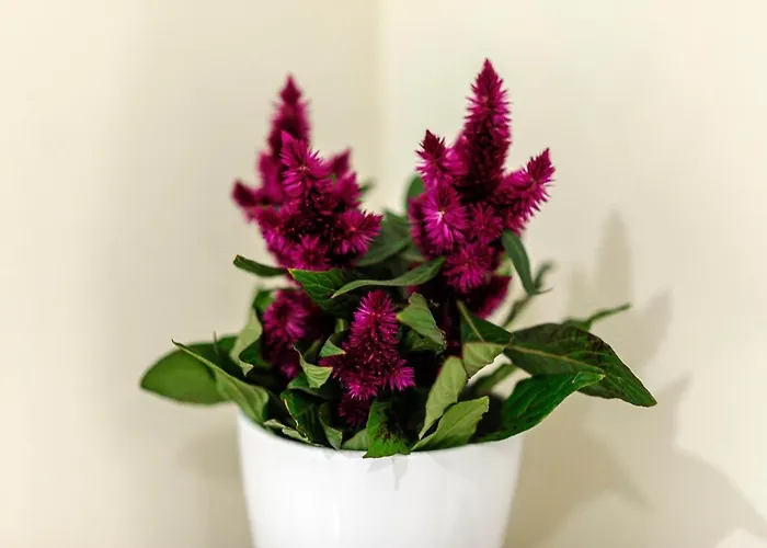 Maison d'hôtes Wine Garden Skradin